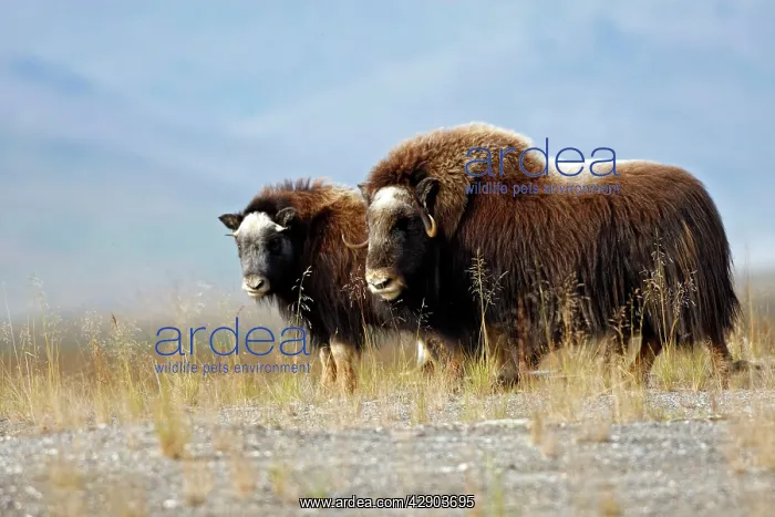 : Muskox (Ovibos moschatus). Nome - Seward peninsula - Alaska : Muskox (Ovibos moschatus). Nome - Seward peninsula - Alaska