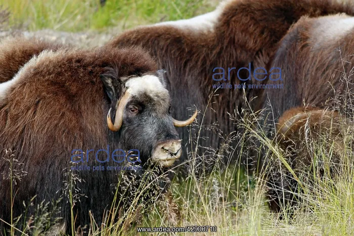 : Muskox (Ovibos moschatus). Nome - Seward peninsula - Alaska : Muskox (Ovibos moschatus). Nome - Seward peninsula - Alaska