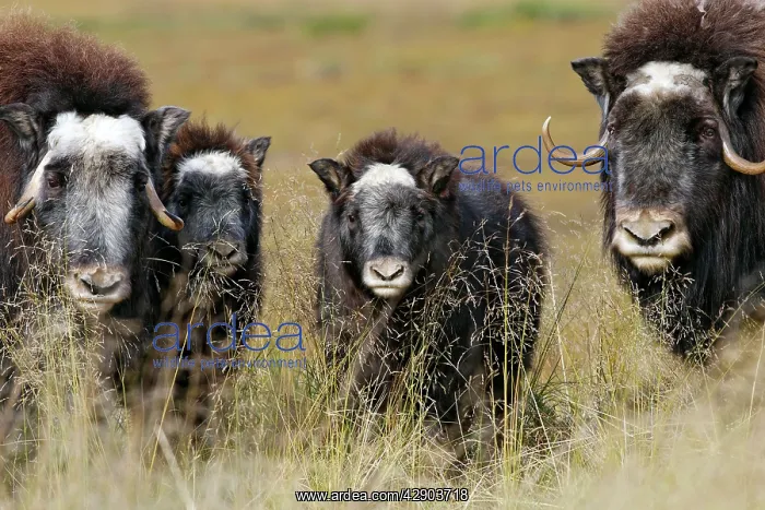 : Muskox (Ovibos moschatus). Nome - Seward peninsula - Alaska : Muskox (Ovibos moschatus). Nome - Seward peninsula - Alaska