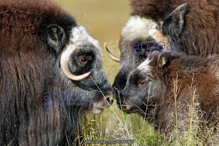 : Muskox (Ovibos moschatus). Nome - Seward peninsula - Alaska : Muskox (Ovibos moschatus). Nome - Seward peninsula - Alaska