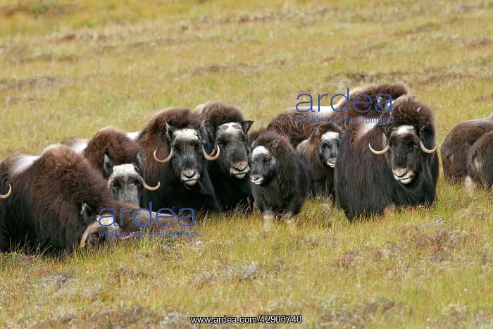 : Muskox (Ovibos moschatus). Nome - Seward peninsula - Alaska : Muskox (Ovibos moschatus). Nome - Seward peninsula - Alaska