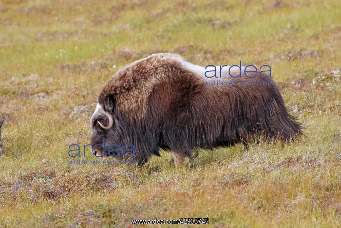 : Muskox (Ovibos moschatus). Nome - Seward peninsula - Alaska : Muskox (Ovibos moschatus). Nome - Seward peninsula - Alaska