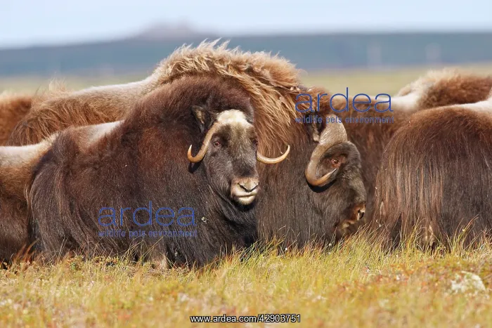 : Muskox (Ovibos moschatus). Nome - Seward peninsula - Alaska : Muskox (Ovibos moschatus). Nome - Seward peninsula - Alaska