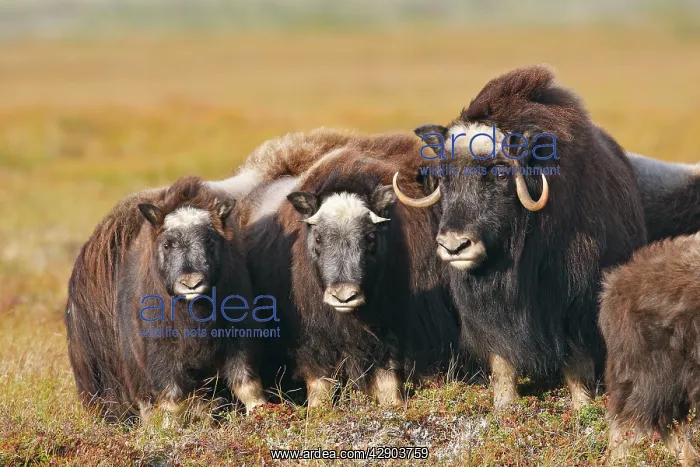 : Muskox (Ovibos moschatus). Nome - Seward peninsula - Alaska : Muskox (Ovibos moschatus). Nome - Seward peninsula - Alaska