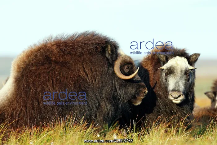 : Muskox (Ovibos moschatus). Nome - Seward peninsula - Alaska : Muskox (Ovibos moschatus). Nome - Seward peninsula - Alaska