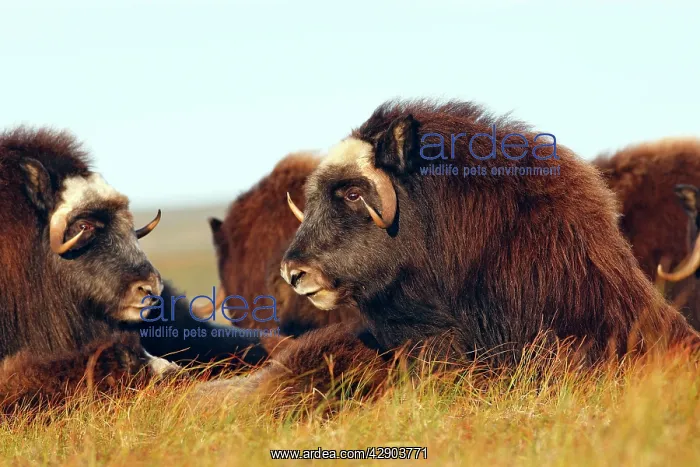 : Muskox (Ovibos moschatus). Nome - Seward peninsula - Alaska : Muskox (Ovibos moschatus). Nome - Seward peninsula - Alaska