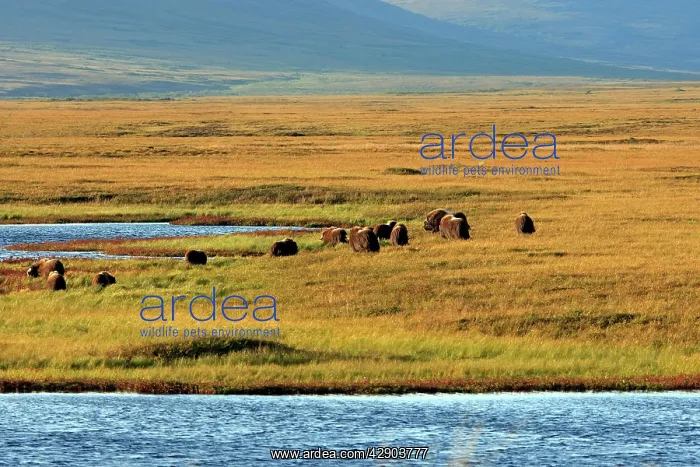 : Muskox (Ovibos moschatus). Nome - Seward peninsula - Alaska : Muskox (Ovibos moschatus). Nome - Seward peninsula - Alaska