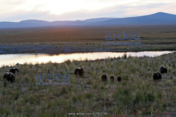  : Muskox (Ovibos moschatus). Nome - Alaska