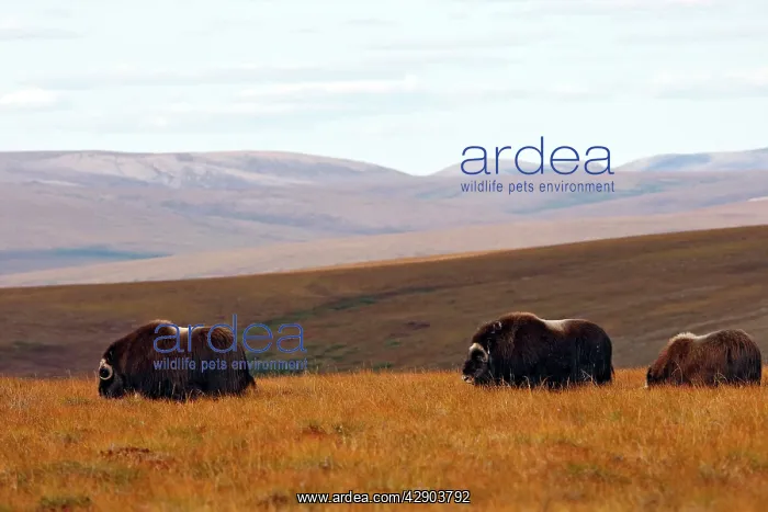 : Muskox (Ovibos moschatus). Nome - Alaska
