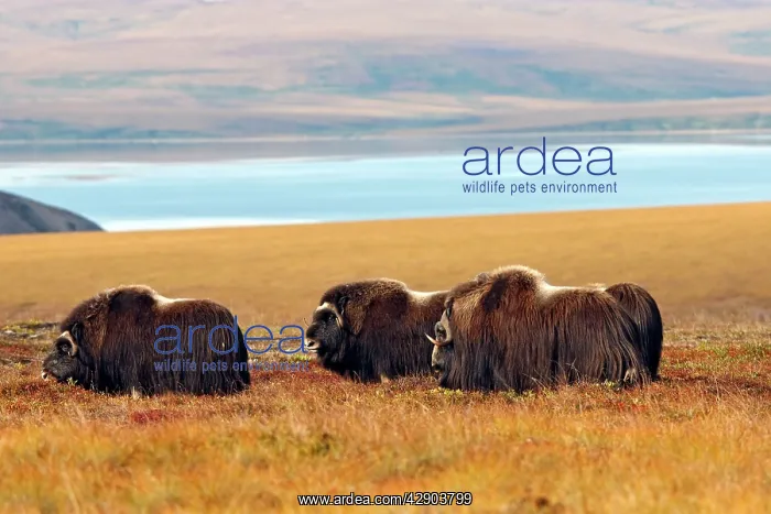  : Muskox (Ovibos moschatus). Nome - Alaska