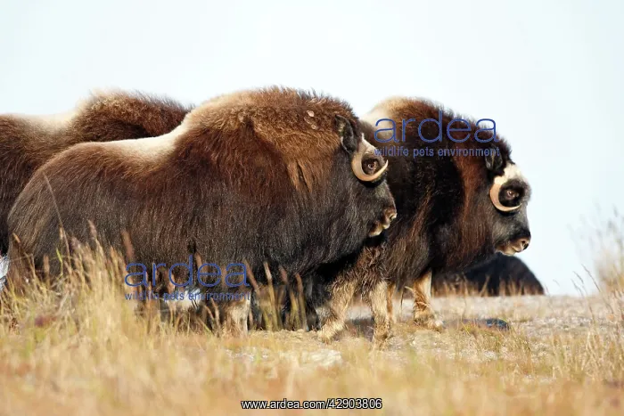  : Muskox (Ovibos moschatus). Nome - Alaska