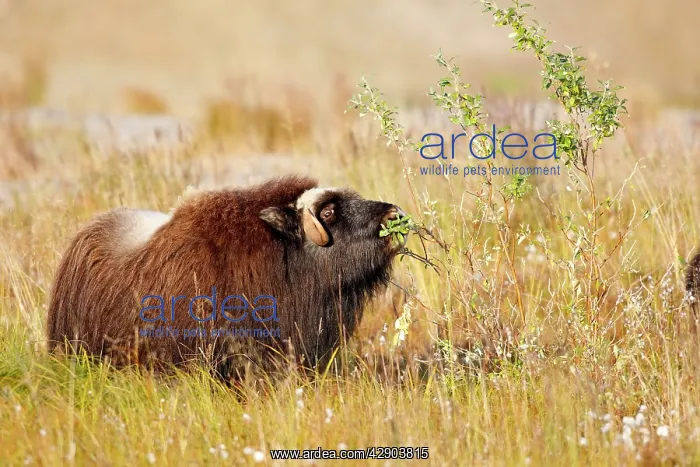 : Muskox (Ovibos moschatus). Nome - Alaska