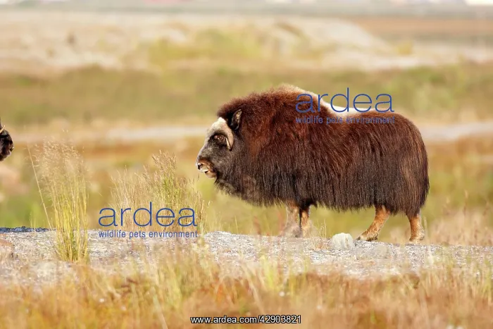  : Muskox (Ovibos moschatus). Nome - Alaska