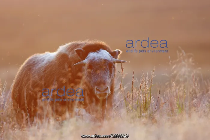  : Muskox (Ovibos moschatus). Nome - Alaska