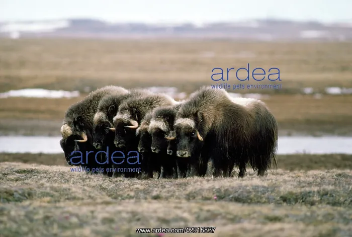  : Muskox (Ovibos moschatus)