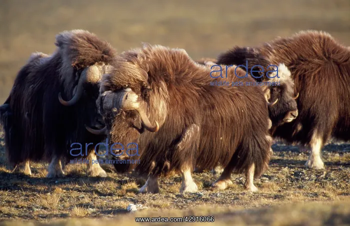  : Muskox (Ovibos moschatus)