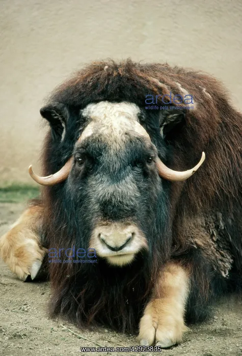  : MUSKOX (Ovibos moschatus wardi)
