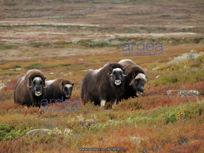 : Muskox (Ovibos moschatus). Dovrefjell NP - Norway : Muskox (Ovibos moschatus). Dovrefjell NP - Norway