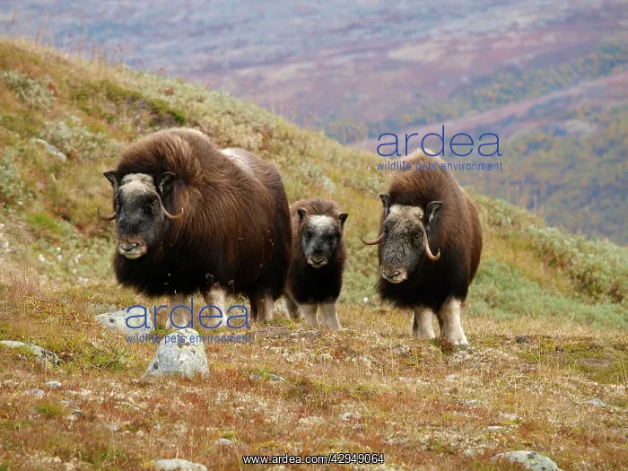 : Muskox (Ovibos moschatus). Dovrefjell NP - Norway : Muskox (Ovibos moschatus). Dovrefjell NP - Norway