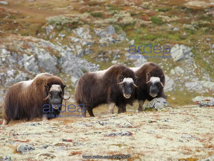 : Muskox (Ovibos moschatus). Dovrefjell NP - Norway : Muskox (Ovibos moschatus). Dovrefjell NP - Norway