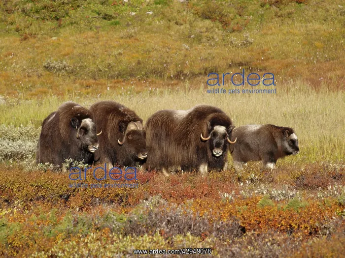 : Muskox (Ovibos moschatus). Dovrefjell NP - Norway : Muskox (Ovibos moschatus). Dovrefjell NP - Norway