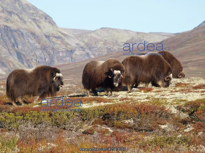 : Muskox (Ovibos moschatus). Dovrefjell NP - Norway : Muskox (Ovibos moschatus). Dovrefjell NP - Norway