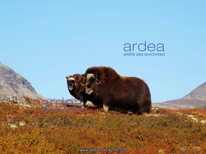 : Muskox (Ovibos moschatus). Dovrefjell NP, Norway : Muskox (Ovibos moschatus). Dovrefjell NP, Norway