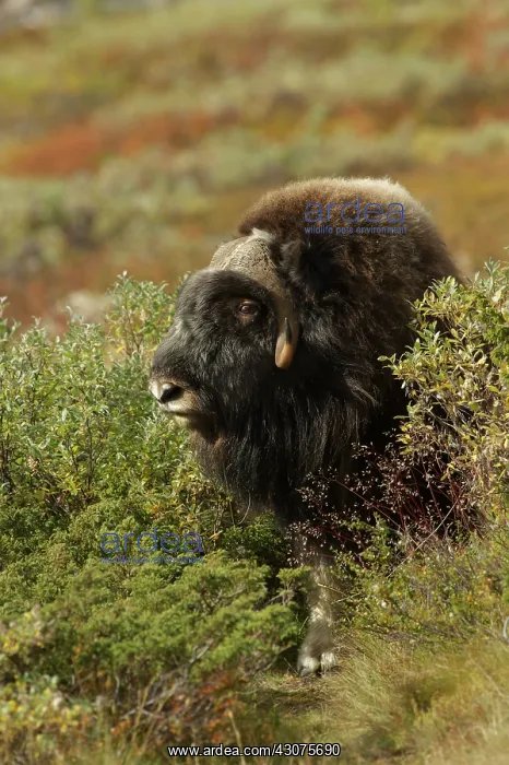 : Muskox (Ovibos moschatus) portrait : Muskox (Ovibos moschatus) portrait