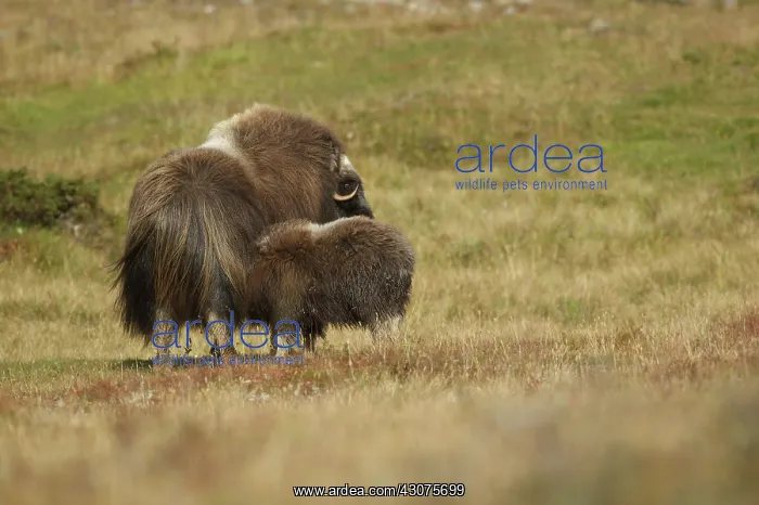 : Muskox(Ovibos moschatus) female feeding young : Muskox(Ovibos moschatus) female feeding young