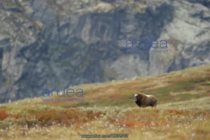 : Muskox. muskox( Ovibos moschatus) young front of the mountian : Muskox. muskox( Ovibos moschatus) young front of the mountian
