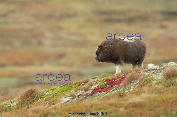 : Muskox (Ovibos moschatus) young in landscape, Norway, Dovrefjell : Muskox (Ovibos moschatus) young in landscape, Norway, Dovrefjell