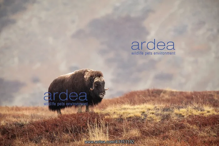  : Muskox. Musk Ox (Ovibos moschatus) standing in the rain