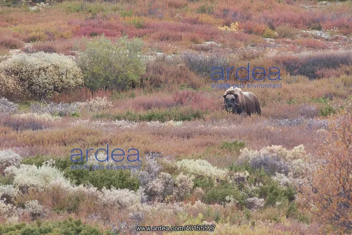 : Muskox (Ovibos moschatus) standing in autumn landscape : Muskox (Ovibos moschatus) standing in autumn landscape