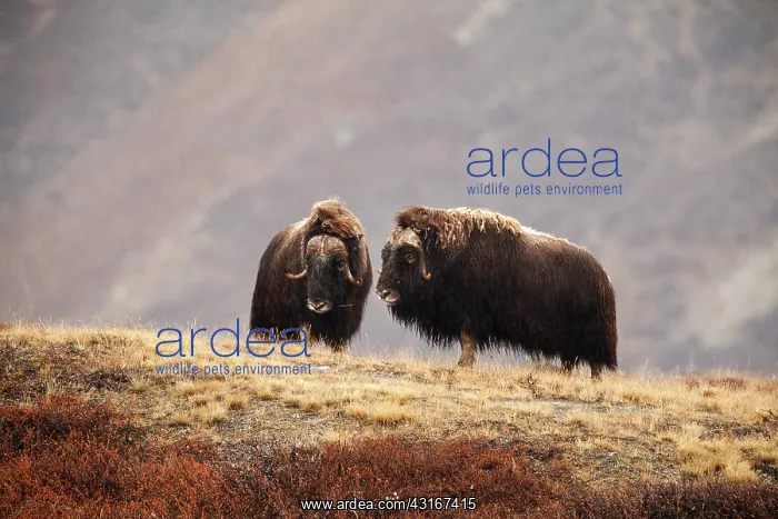 : Muskox. Two Musk Ox (Ovibos moschatus) adult males standing in the rain : Muskox. Two Musk Ox (Ovibos moschatus) adult males standing in the rain