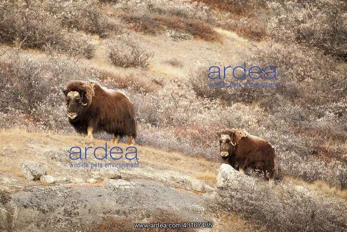 : Muskox. Musk Ox (Ovibos moschatus) adult female with calf : Muskox. Musk Ox (Ovibos moschatus) adult female with calf