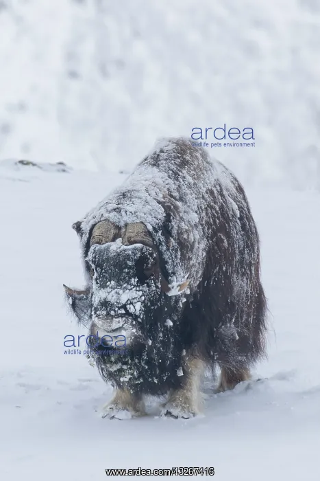 : Muskox - adult male on snow covered tundra - Sunndalsfjella : Muskox - adult male on snow covered tundra - Sunndalsfjella