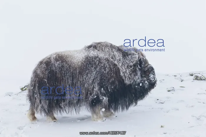 : Muskox - adult male on snow covered tundra - Sunndalsfjella : Muskox - adult male on snow covered tundra - Sunndalsfjella