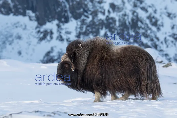: Muskox - adult male on snow covered tundra - Sunndalsfjella : Muskox - adult male on snow covered tundra - Sunndalsfjella