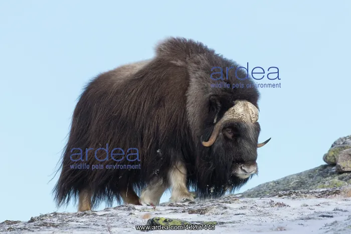 : Muskox - adult male on snow covered tundra - Sunndalsfjella : Muskox - adult male on snow covered tundra - Sunndalsfjella