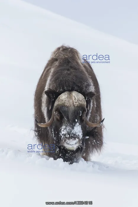 : Muskox - adult male on snow covered tundra - Sunndalsfjella : Muskox - adult male on snow covered tundra - Sunndalsfjella