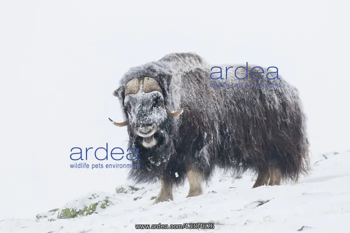 : Muskox - adult male on snow covered tundra - Sunndalsfjella : Muskox - adult male on snow covered tundra - Sunndalsfjella