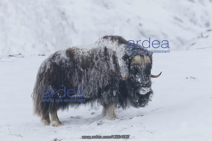 : Muskox - adult male on snow covered tundra - Sunndalsfjella : Muskox - adult male on snow covered tundra - Sunndalsfjella