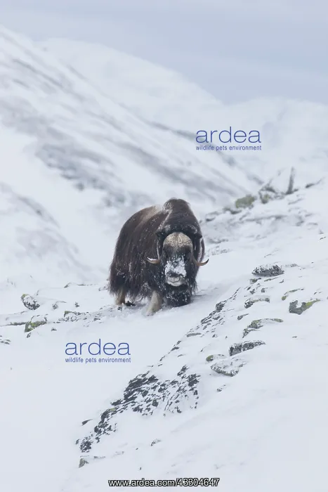 : Muskox - adult male on snow covered tundra - Sunndalsfjella : Muskox - adult male on snow covered tundra - Sunndalsfjella