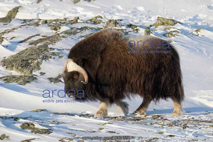 : Muskox - adult male on snow covered tundra - Sunndalsfjella : Muskox - adult male on snow covered tundra - Sunndalsfjella