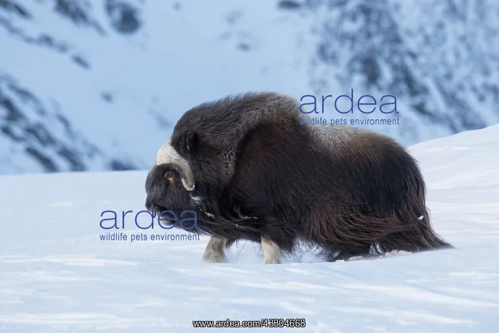 : Muskox - adult male on snow covered tundra - Sunndalsfjella : Muskox - adult male on snow covered tundra - Sunndalsfjella