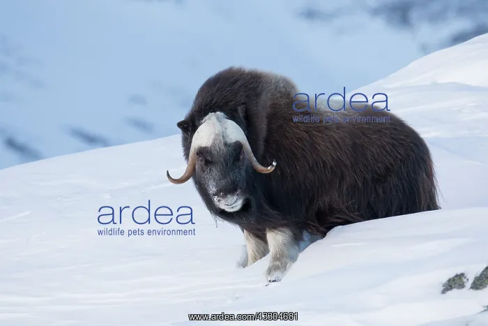 : Muskox - adult male on snow covered tundra - Sunndalsfjella : Muskox - adult male on snow covered tundra - Sunndalsfjella