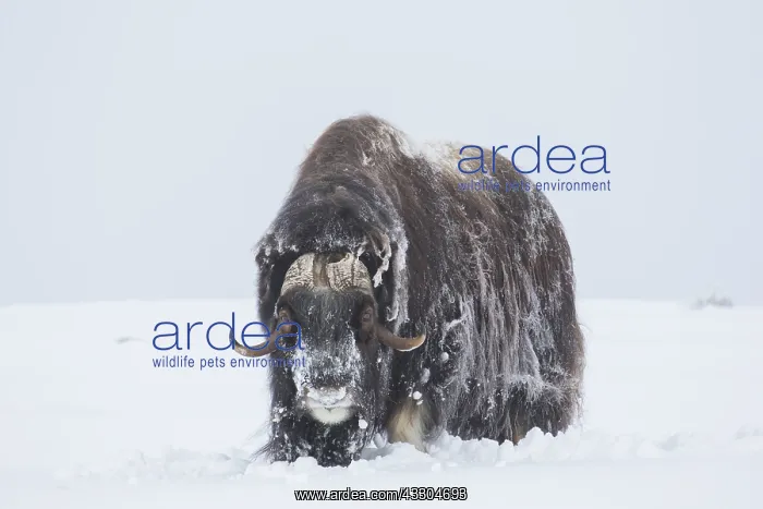 : Muskox - adult male on snow covered tundra - Sunndalsfjella : Muskox - adult male on snow covered tundra - Sunndalsfjella