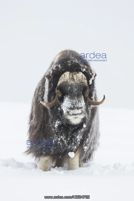 : Muskox - adult male on snow covered tundra - Sunndalsfjella : Muskox - adult male on snow covered tundra - Sunndalsfjella