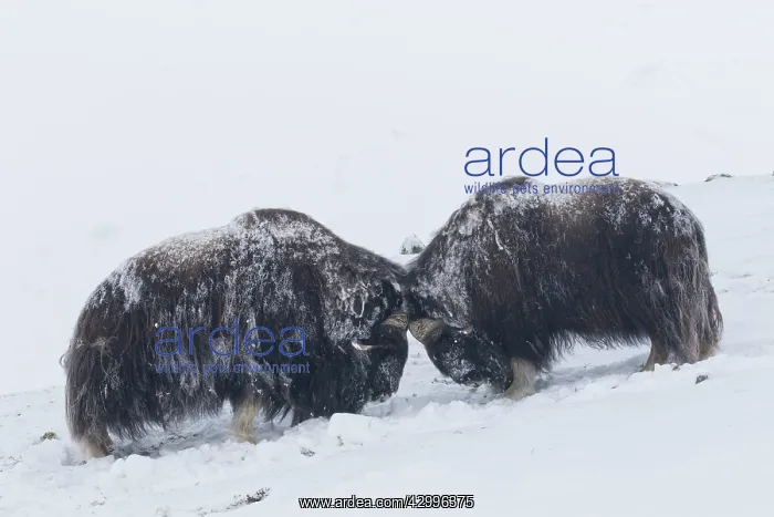 : Muskox - two adult males fighting on snow covered : Muskox - two adult males fighting on snow covered