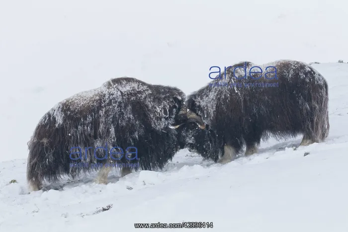 : Muskox - two adult males fighting on snow covered : Muskox - two adult males fighting on snow covered